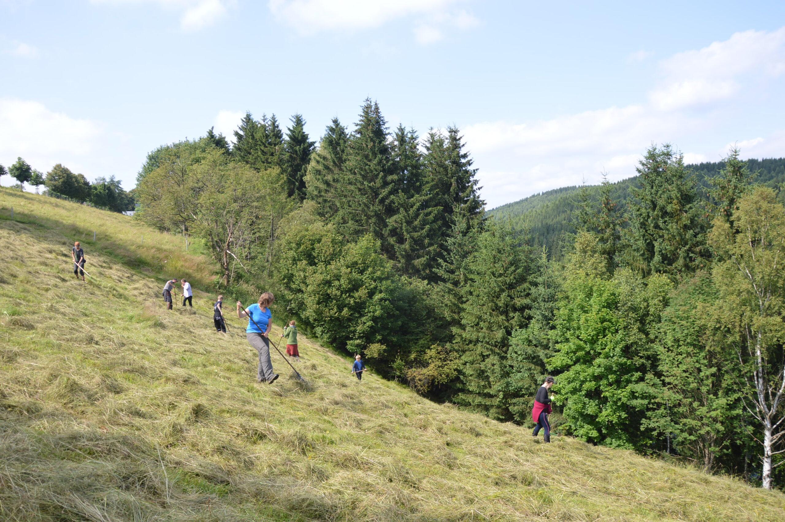 Bergwiesenbegegnungen - Bergwiesenmahd und Heuernte für alle