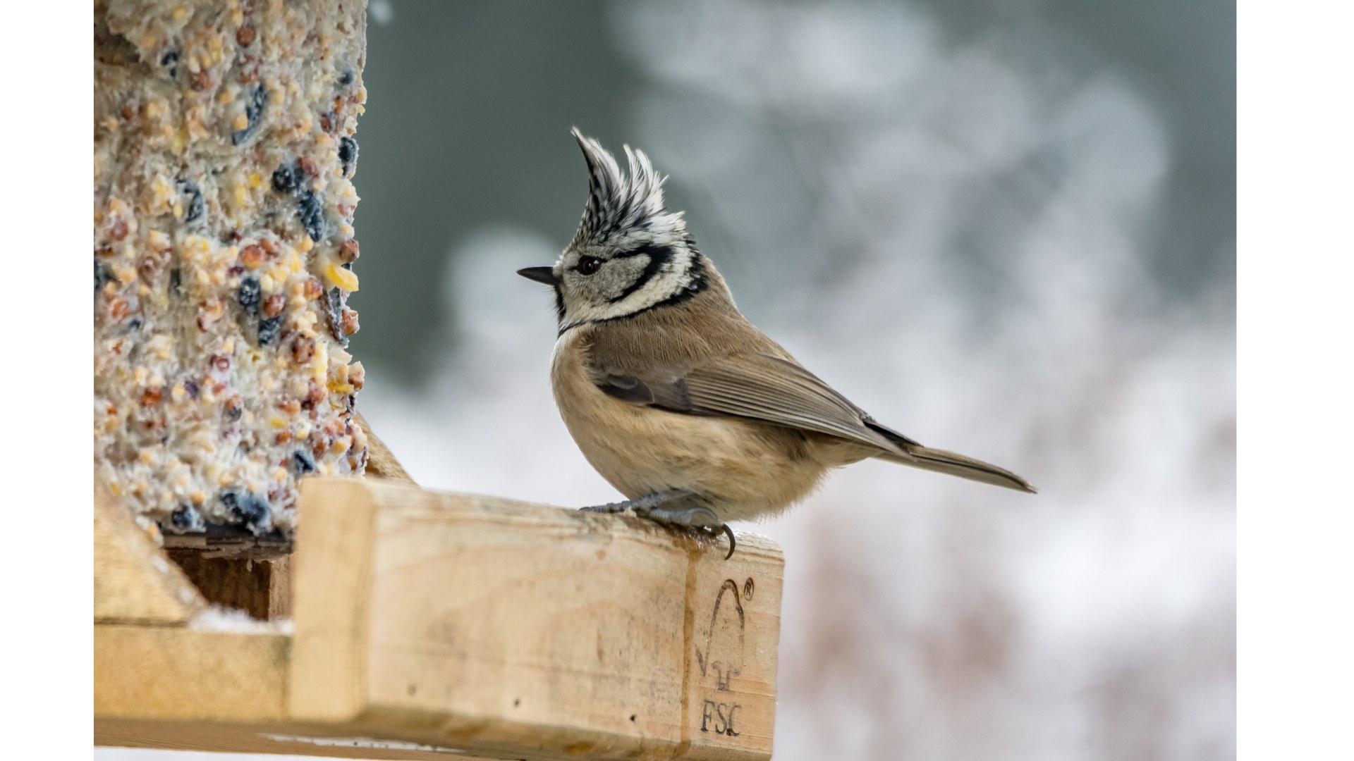 Naturforscherclub Januar - "Punkige Meisen und Vögel mit Lidstrich"