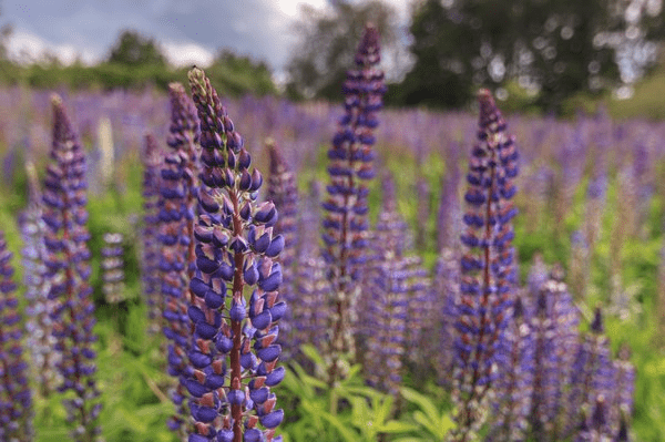 Naturforscherclub April – schöne, aber manchmal gefährliche Pflanzen - Neophyten