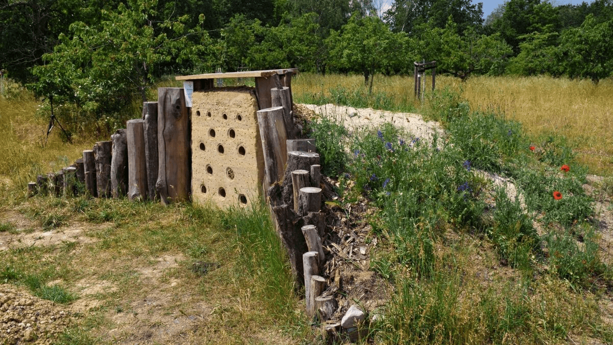 Naturforscherclub Mai– Bienenburgbau