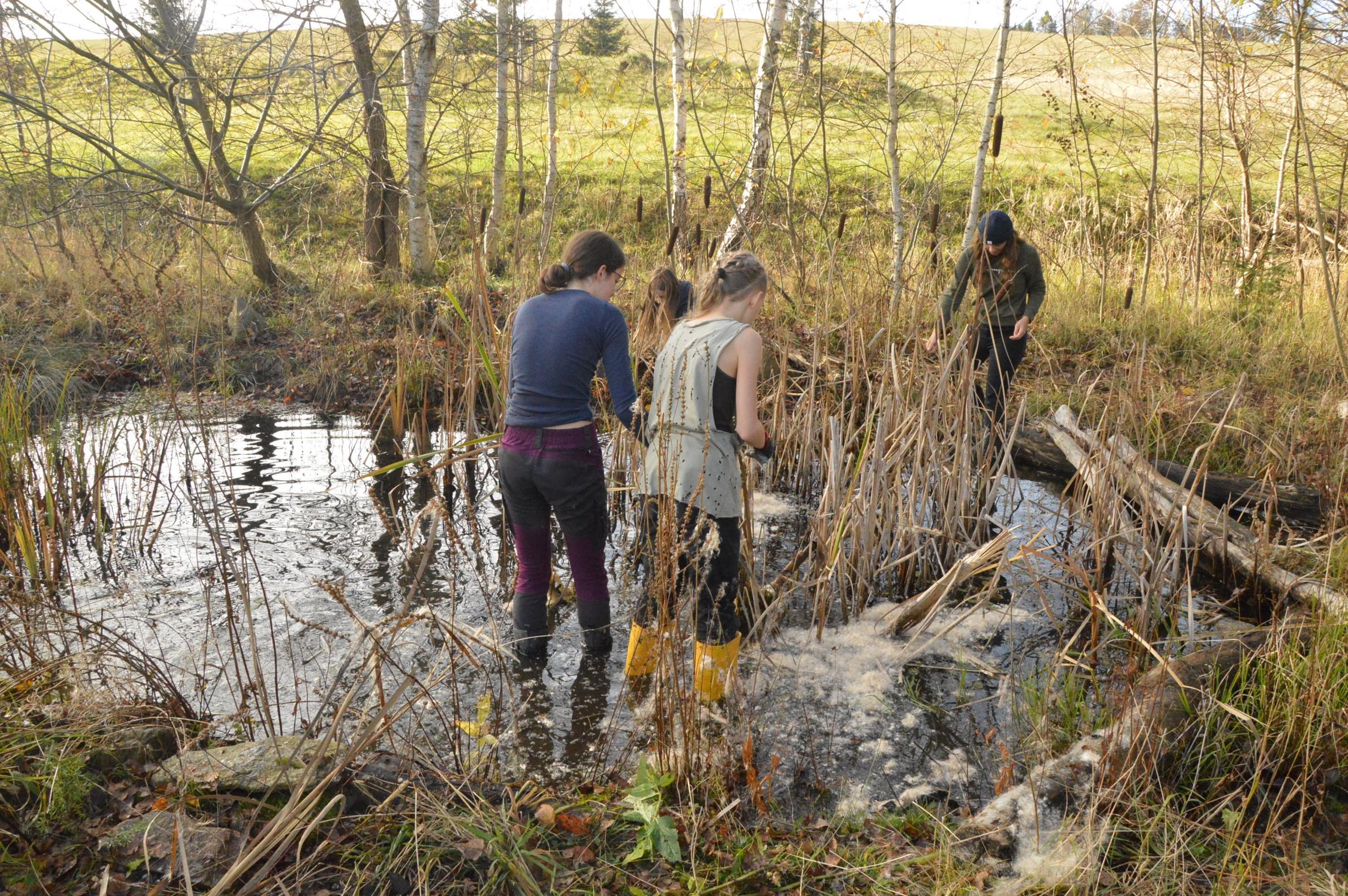 Naturforscherclub Mai – Naturschutzeinsatz am Feuchtbiotop „Hofteich“