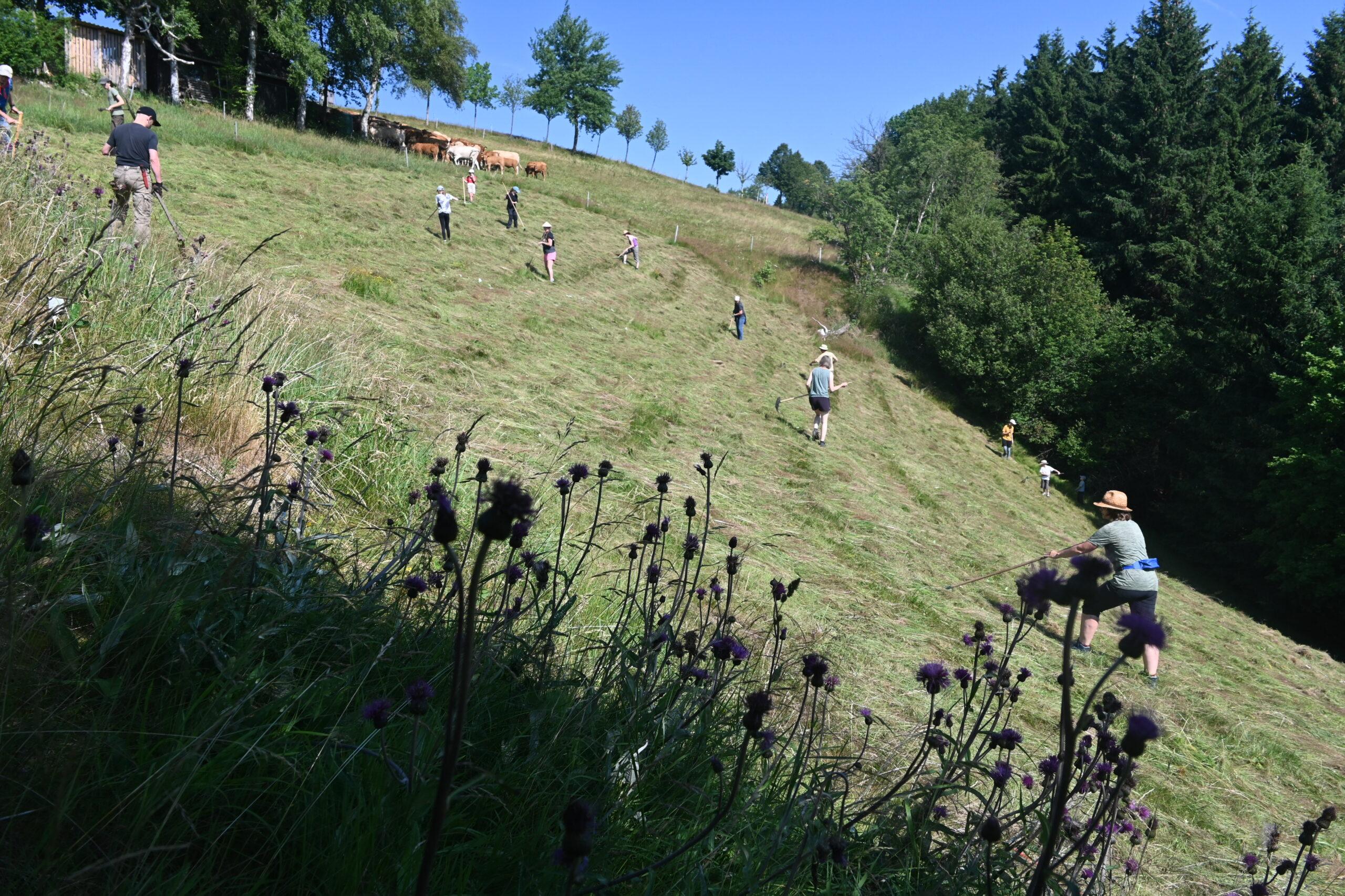 Bergwiesenbegegnungen - Bergwiesenmahd und Heuernte für alle