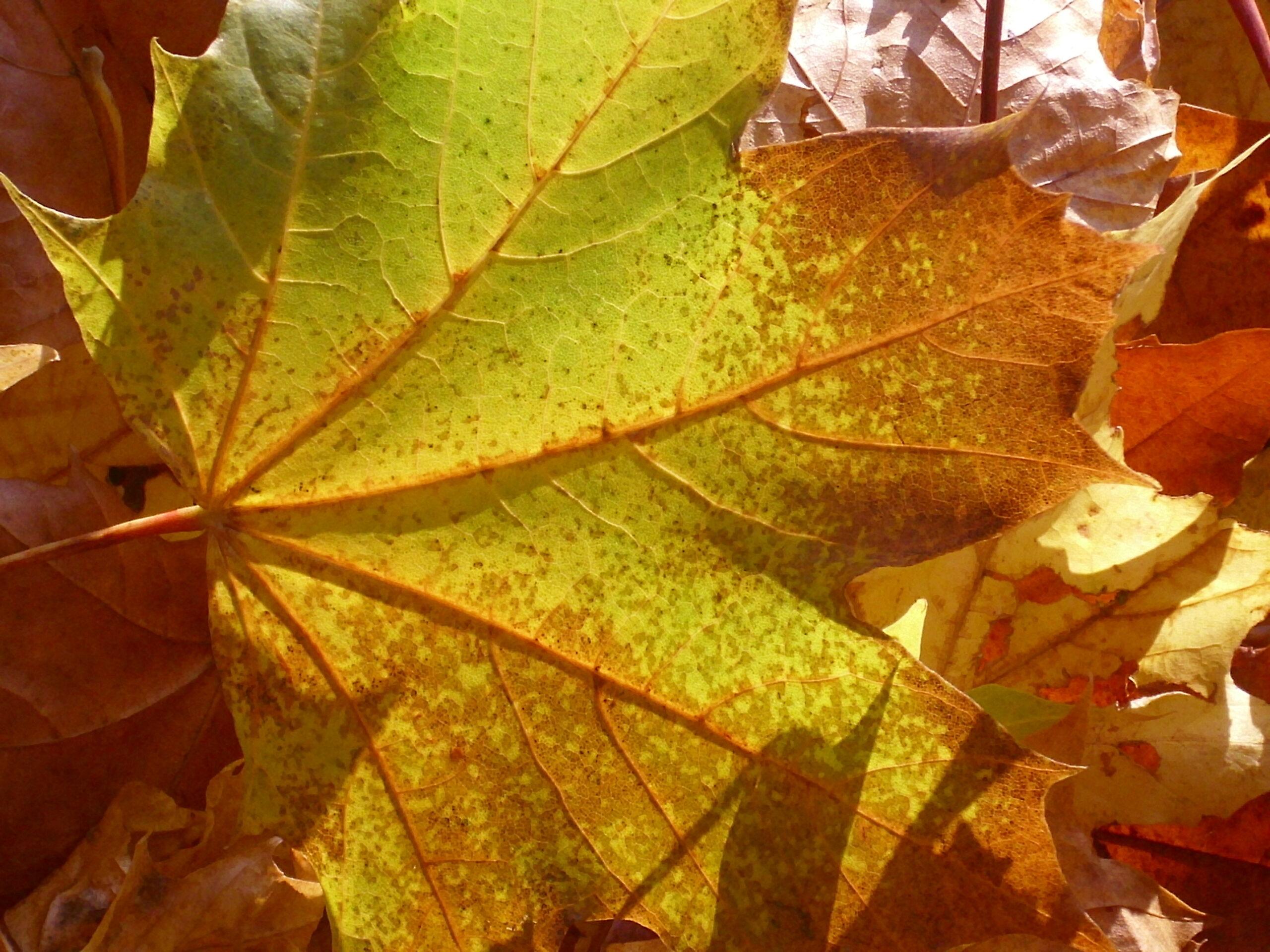 Herbstcamp "Junge Naturwächter" 2026