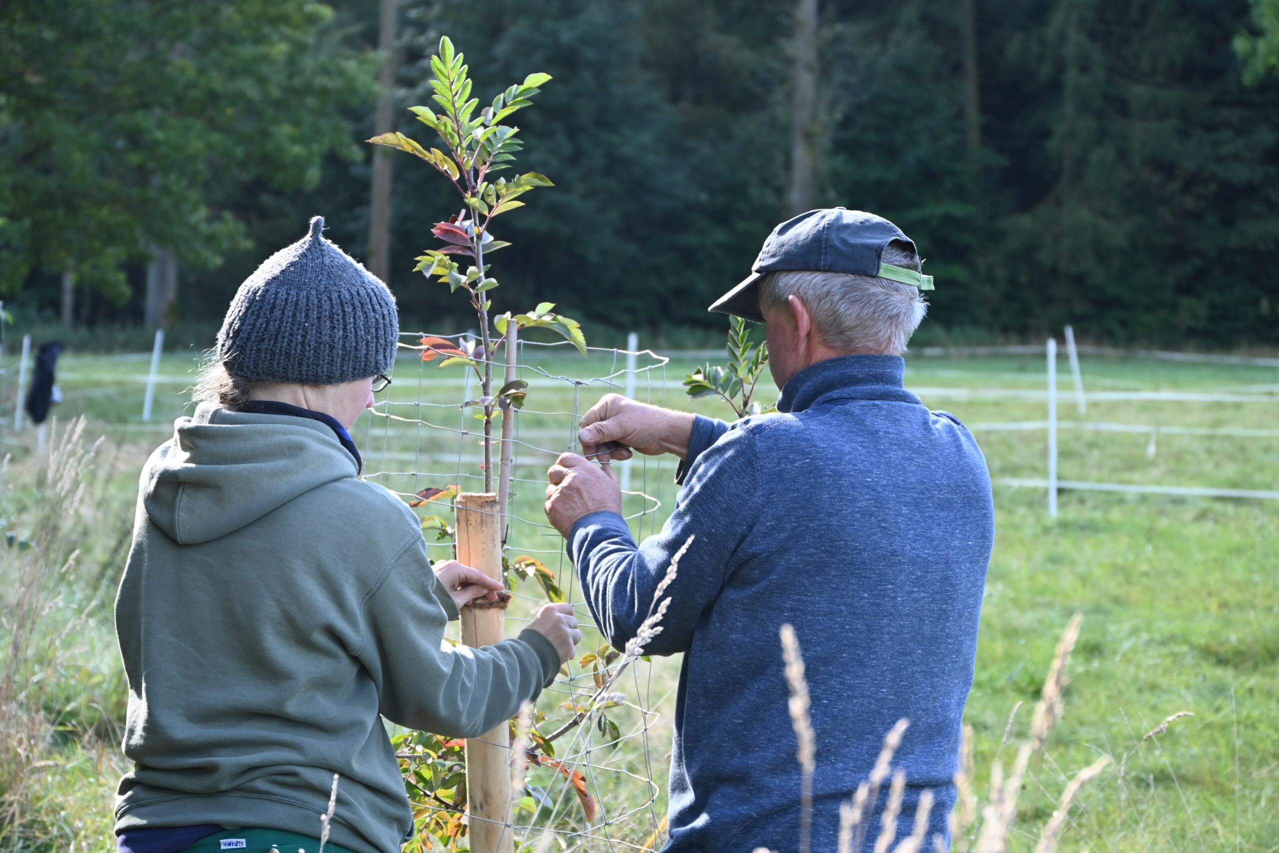 Baumpflanzung „Einheitsbuddeln“