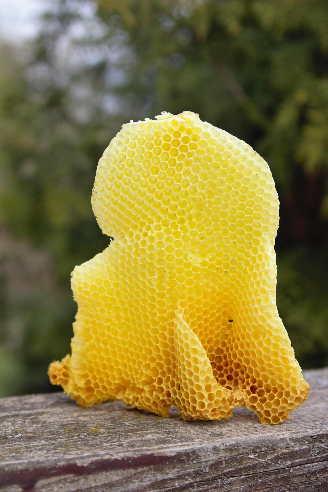 Naturforscherclub November Moorhühner - Bienenwachs Verarbeitung/Jahresabschluss
