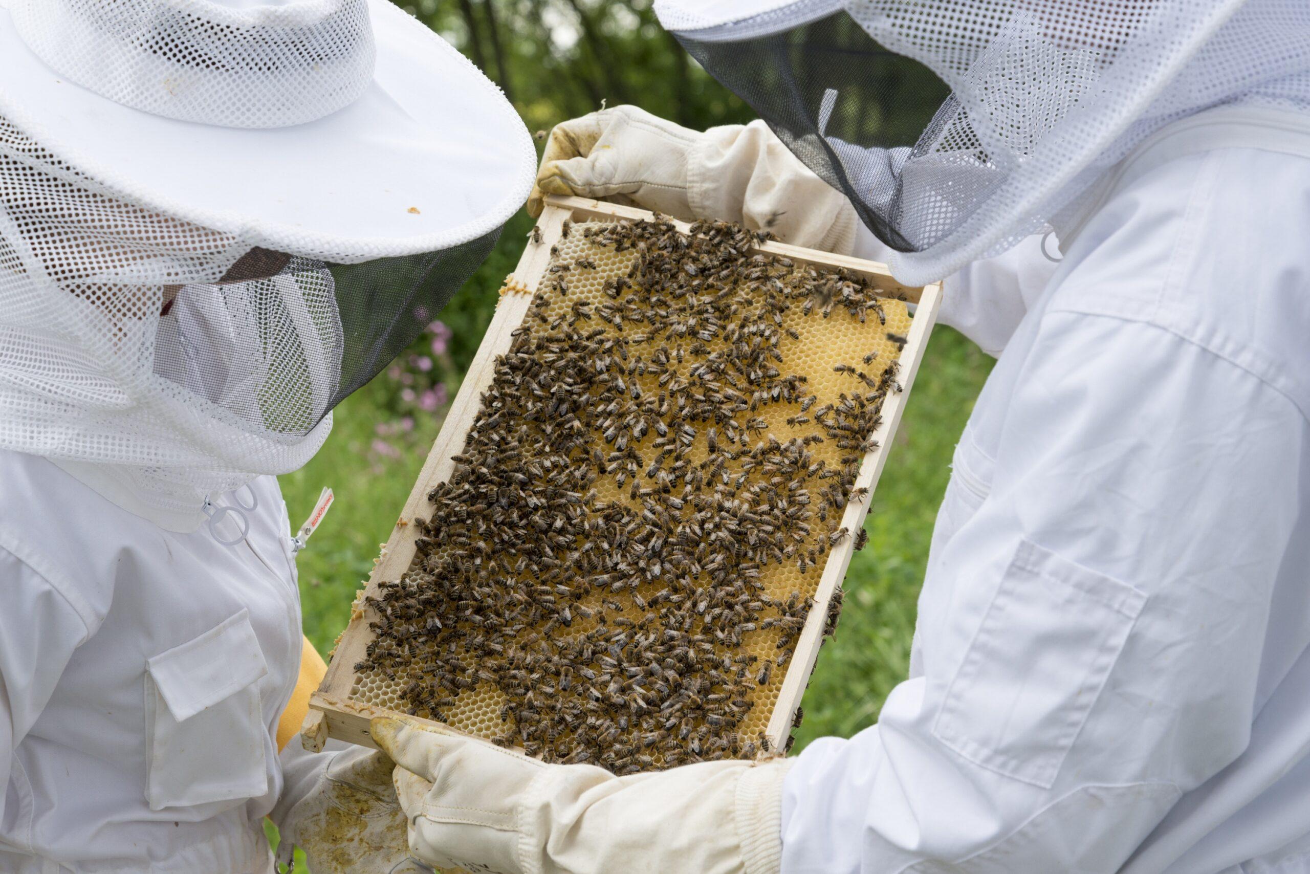 Naturforscherclub April –  Das Leben unserer Honigbienen