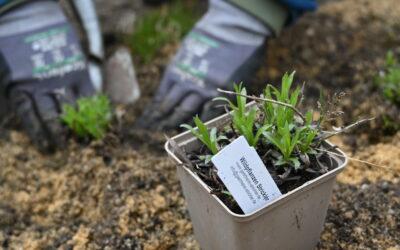 Rückblick: Praxisseminar „Naturnahe Gartengestaltung“