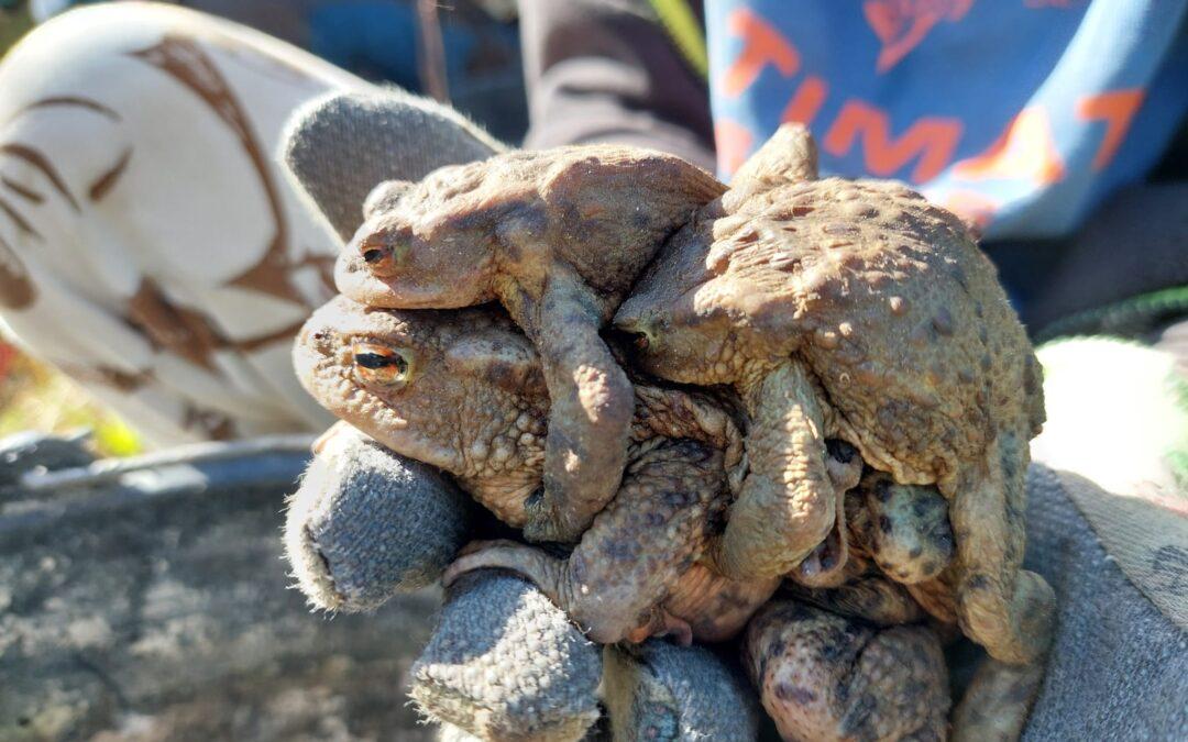Rückblick: Krötenzaun-Saison Olbernhau